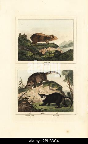 Red-rumped agouti, Dasyprocta leporina 98, South American coati, Nasua nasua 96, and western mountain coati, Nasuella olivacea 97. Handcoloured copperplate engraving after Jacques de Seve from James Smith Barr’s edition of Comte Buffon’s Natural History, A Theory of the Earth, General History of Man, Brute Creation, Vegetables, Minerals, T. Gillet, H. D. Symonds, Paternoster Row, London, 1807. Stock Photo