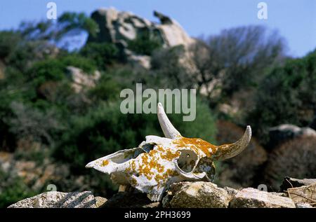 Bovine skull among the rocks in the Asinara National Park. Porto Torres. Sassari. Sardinia. Italy Stock Photo