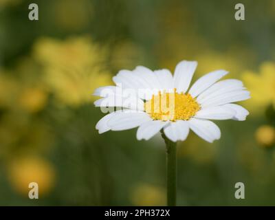 daisy flower yellow and white close up photo Stock Photo
