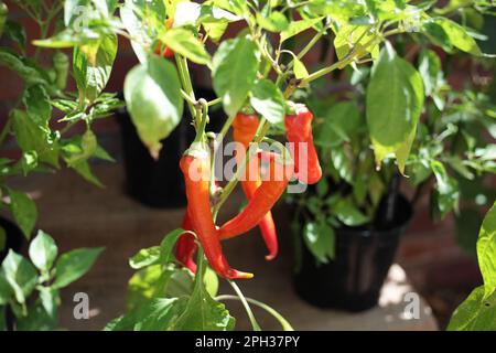 Growing red chillies Stock Photo