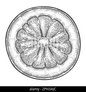 Cut citrus lemon, round half part orange, piece mandarin juicy fruit botanical outline sketch. Slice lime, grapefruit food hand drawn engraving vector Stock Vector