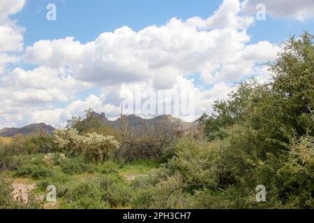 Lost Dutchman State Park in Apache Junction, Arizona Stock Photo