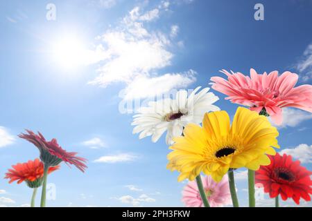 Many colorful gerbera flowers under blue sky on sunny day Stock Photo