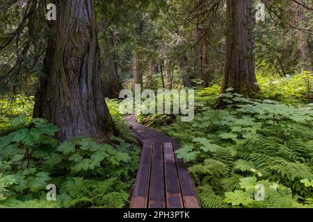 Western red cedars (Thuja plicatain) and walking path in Chun T’oh Whudujut Ancient Forest provincial park, Prince George, British Columbia, Canada. Stock Photo