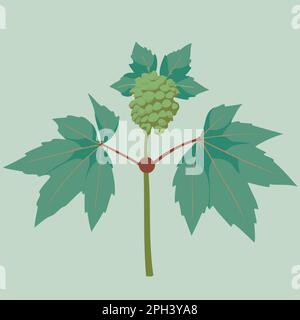 Castor Bean angiosperm plant of the species Ricinus communis with ...