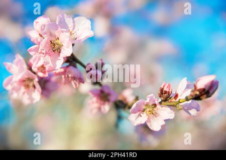 picture of a tree with pink blossoms Stock Photo
