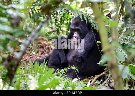 Female Mountain gorilla (Gorilla beringei beringei) with baby Virunga National Park, Democratic Republic of Congo Stock Photo