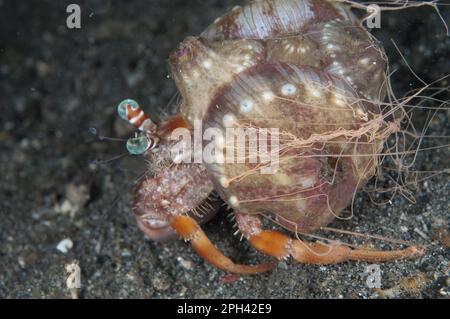 Sea anemone attached to shell of hermit crab Stock Photo - Alamy
