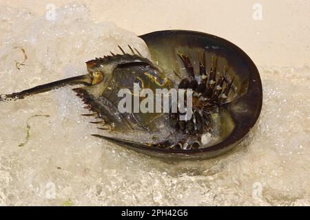 Animals, Other animals, Arrowhead crabs, Mangrove Horseshoe Crab (Carcinoscorpius rotundicauda) adult, upturned on beach, Palawan Island, Philippines Stock Photo