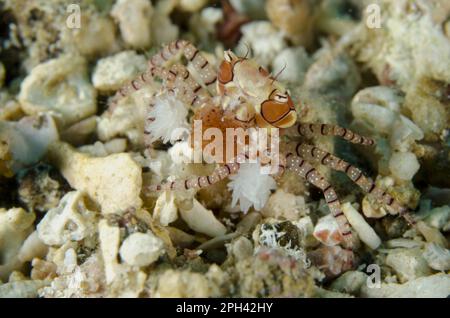Pom-pom crab (Lybia tesselata), adult female, with anemones (Bunodeopsis) (Triactis spec.) on claws for protection, carrying eggs under belly, Lembeh Stock Photo