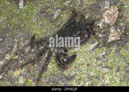 Cliff crab, Rock crab, Cliff crabs, Rock crabs, Other animals, Crabs, Crustaceans, Animals, East Atlantic Sally Lightfoot red rock crab (Grapsus Stock Photo