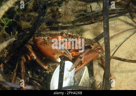 North Atlantic european green crabs (Carcinus maenas), North Atlantic Beach Crab, Other Animals, Crabs, Crustaceans, Animals, Shore Crab adult Stock Photo