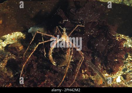 Ghost crab, common spider crabs, Sea spider, Sea spiders, Other animals, Crabs, Crustaceans, Animals, Long-legged Spider Crab (Macropodia rostrata) Stock Photo