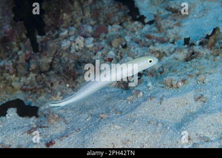 Torpedo perch, Other animals, Fishes, Perch-like, Animals, Flagtail Blanquillo (Malacanthus brevirostris) adult, swimming in reef, Ameth Point, Nusa Stock Photo