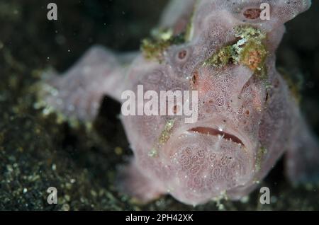 Round spotted frogfish, painted frogfish (Antennarius pictus), Painted frogfish, Other animals, Fish, Frogfish, Animals, Painted Frogfish adult Stock Photo