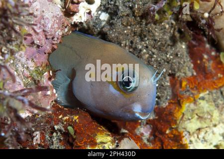 Midas Blenny (Ecsenius midas) adult, in hole on reef, Seraya, Bali, Lesser Sunda Islands, Indonesia Stock Photo