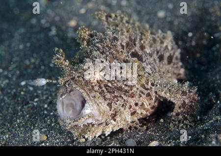 Striated frogfish (Antennarius striatus) adult, yawning, attracting prey with bait, Lembeh Strait, Sulawesi, Sunda Islands, Indonesia Stock Photo