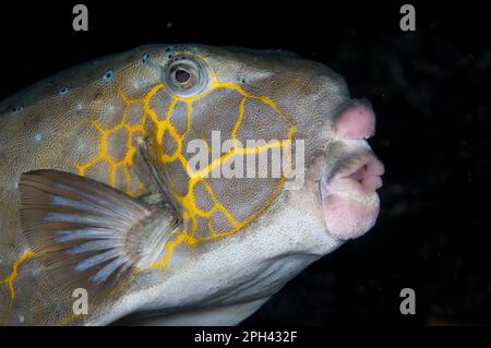 Yellow boxfish (Ostracion cubicus), yellow boxfish, Yellow boxfish, Common boxfish, Other animals, Fish, Perch-like, Animals, Yellow boxfish adult Stock Photo
