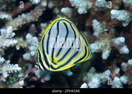 Orange-striped Butterflyfish, ornate butterflyfish (Chaetodon ornatissimus), Other animals, Fish, Perch-like, Animals, Butterflyfish, Ornate Stock Photo
