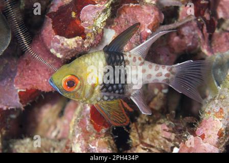 Pajama Cardinalfish (Sphaeramia nematoptera) adult, swimming over reef, Lembeh Straits, Sulawesi, Sunda Islands, Indonesia Stock Photo