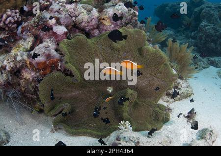 Orange skunk clownfish (Amphiprion sandaracinos) and threespot dascyllus (Dascyllus trimaculatus), swimming next to the Magnificent magnificent sea Stock Photo