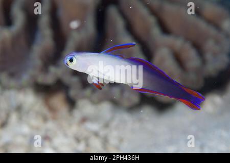 Decorated Dartfish (Nemateleotris decora), Maluku Islands, Sea, Indonesia, Decorated Dartfish, Other animals, Fish, Animals, Gobies, Decorated Stock Photo