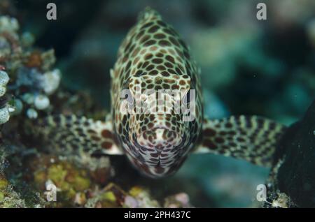 Honeycomb grouper (Epinephelus merra), Honeycomb Grouper, Merra Honeycomb Grouper, Honeycomb Grouper, Merra Honeycomb Grouper, Other Animals, Fish Stock Photo