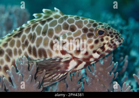 Boomerang Grouper, N. P. Lesser Sunda, Boomerang Grouper, Grouper, Other Animals, Fish, Perch-like, Animals, Longfin Grouper (Epinephelus quoyanus) Stock Photo