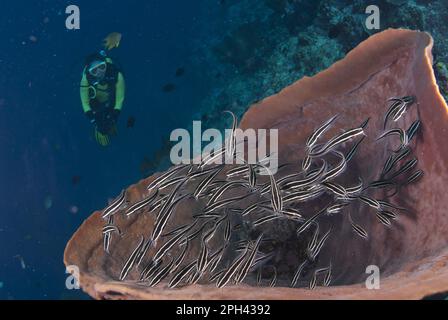 Striped striped eel catfish (Plotosus lineatus) shoal, swimming in barrel sponge (Xestospongia testudinaria), with diver approaching, dive site Stock Photo