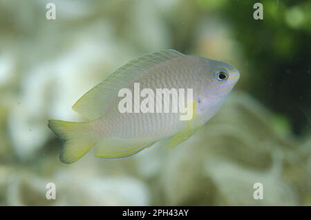 Ambon Damselfish (Pomacentrus amboinensis) sub-adult, swimming, Lembeh Straits, Sulawesi, Greater Sunda Islands, Indonesia Stock Photo