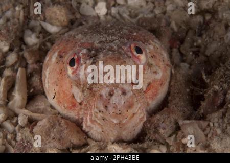 Snake Eel, Eels, Other animals, Fish, Animals, Reptilian Snake Eel (Brachysomophis henshawi) adult, close-up of head, Mabul Island, Sabah, Borneo Stock Photo
