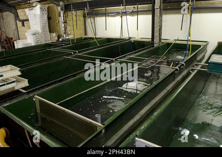 European Eel (Anguilla anguilla) holding tanks for elvers at captive rearing project headquarters, Sustainable Eel Group, Gloucestershire, England Stock Photo