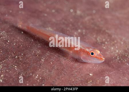 Whipcoral Dwarf Goby, Whipcoral Dwarf Goby, Gorgonian Dwarf Goby, Gorgonian Dwarf Goby, Other Animals, Fish, Animals, Gobies, Whipcoral Dwarf Goby Stock Photo