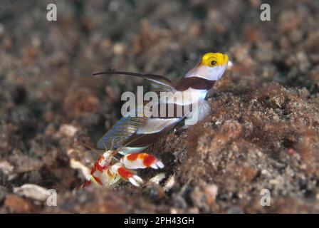 Yellownose Shrimpgoby (Stonogobiops xanthorhinica) adult, with Randall's Snapping Shrimp (Alpheus randalli) at hole entrance on black sand, Lembeh Stock Photo