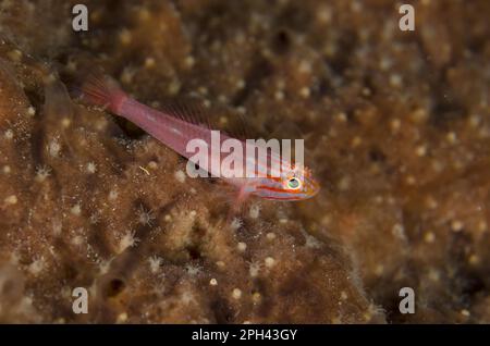 Stripedhead Dwarfgoby (Trimma striatum) adult, Lembeh Straits, Sulawesi, Greater Sunda Islands, Indonesia Stock Photo