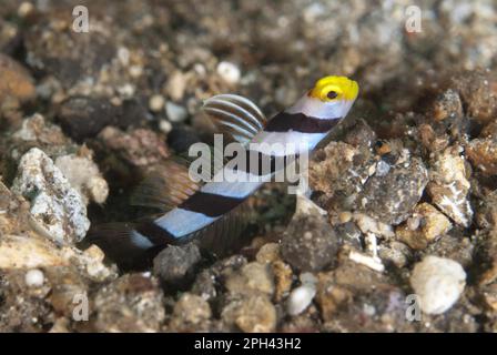 Yellownose Shrimpgoby (Stonogobiops xanthorhinica) adult, with Randall ...