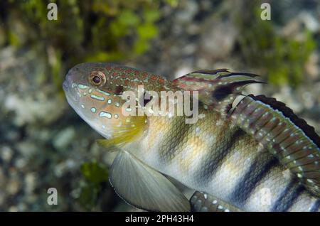 Banded Goby, Eye Goby, Dredge Goby, Banded Gobies (Amblygobius phalaena), Eye Gobies, Dredge Gobies, Other Animals, Fish, Animals, Gobies, Banded Stock Photo