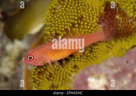 Coral Goby, Coral Gobies, Other Animals, Fish, Animals, Gobies, Ringeye Dwarfgoby (Trimma benjamini) adult, resting on coral, Horseshoe Bay, Nusa Stock Photo