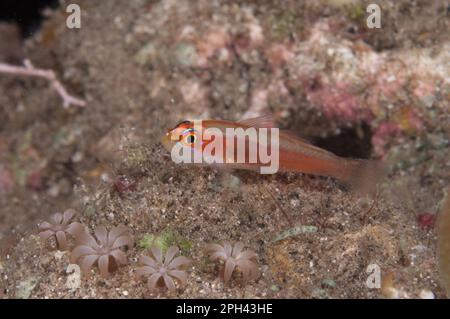 Coral Goby, Coral Gobies, Other Animals, Fish, Animals, Gobies, Pale Dwarfgoby (Trimma anaima) adult, on reef at night, Wetar Island, Barat Daya Stock Photo