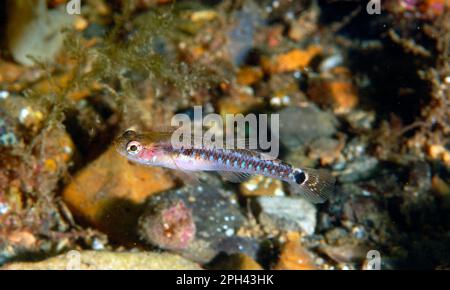 Swimming Goby, two-spotted goby (Gobiusculus flavescens), Other Animals, Fish, Animals, Gobies, Two-spot Goby adult, swimming, Dorest, England Stock Photo