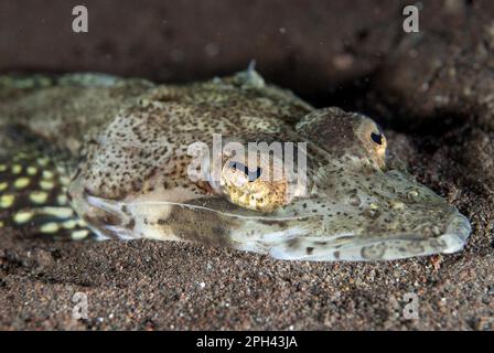 Welander's Flathead (Rogadius welanderi) adult, close-up of head, resting on sand, Seraya, Bali, Lesser Sunda Islands, Indonesia Stock Photo