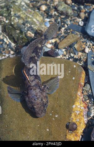 Rock Goby (Gobius paganellus) adult, in rockpool, Falmouth, Cornwall, England, United Kingdom Stock Photo