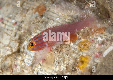 Trimma striata, Head Striped Goby, Head Striped Goby, Coral Goby, Coral Gobies, Other Animals, Fish, Animals, Gobies, Stripedhead Dwarfgoby (Trimma Stock Photo