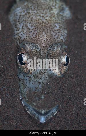 Welander's Flathead (Rogadius welanderi) adult, close-up of head, resting on sand, Seraya, Bali, Lesser Sunda Islands, Indonesia Stock Photo