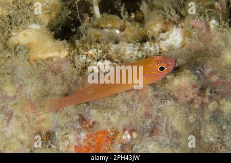 Coral Goby, Coral Gobies, Other Animals, Fish, Animals, Gobies, Bloodspot Dwarfgoby (Trimma haimassum) adult, Jiko Lemang, Lembeh Straits, Sulawesi Stock Photo