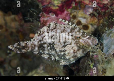 Seagrass Filefish (Acreichthys tomentosus) adult, Lembeh Straits, Sulawesi, Sunda Islands, Indonesia Stock Photo