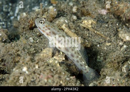 Gold-speckled Shrimpgoby (Ctenogobiops pomastictus) adult, at burrow entrance in sand, Tanjung Gedong, Flores Island, Lesser Sunda Islands, Indonesia Stock Photo