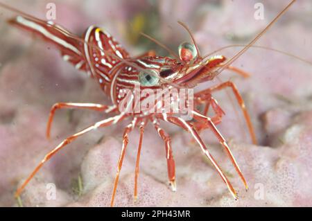 Durban dancing shrimp, camel shrimps, Shrimp, Prawns, Other animals, Crustaceans, Animals, Hingebeak Prawn (Rhynchocinetes durbanensis) adult, on Stock Photo