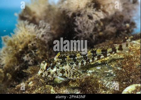 Grey (Paralipophrys trigloides) Blenny adult, Follonica, Gulf of Follonica, Grosseto Province, Tuscany, Italy Stock Photo