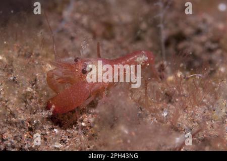 Bang Crab, Bang Crab, Pistol Crab, Pistol Crab, Other Animals, Crayfish, Crustaceans, Animals, Algae-tube Snapping Shrimp (Alpheus frontalis) adult Stock Photo